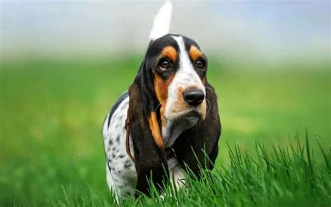 Basset Hounds Dogs Breed Facts And Information