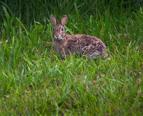 New England Cottontail Rabbit Sylvilagus Transitionalis Looking At
