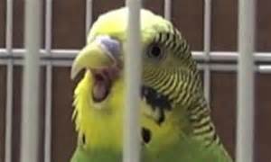 Budgies Catch Yawns From Each Other And Copy The Sign Of Sleepiness