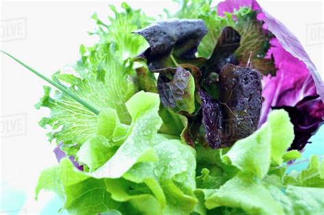 Fresh Lettuce Stock Photo Dissolve