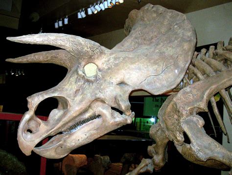 10 Intriguing Facts About The Triceratops