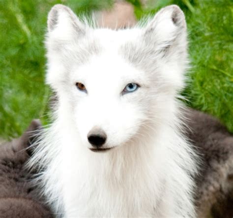 What color eyes are babies born with? White Wolf : Photographer Takes Heart-Melting Photos Of Young Arctic Fox Pups