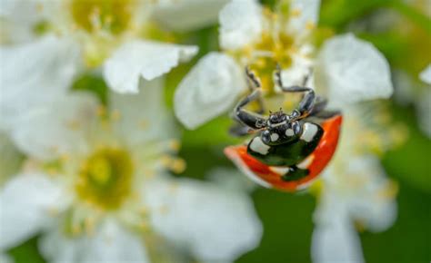 why do ladybugs have red and black spots school of bugs