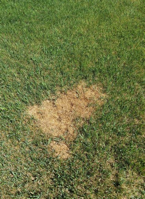 Why Your Lawn Is Yellow And How To Fix It Stewarts Lawn