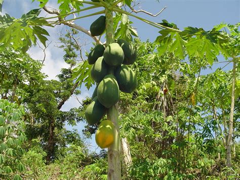La Papaya Propiedades Y Beneficios Que Nos Aporta Plantas