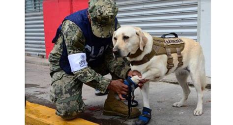 Lo Que Debes Saber Sobre Los Perros Rescatistas De La Cdmx National