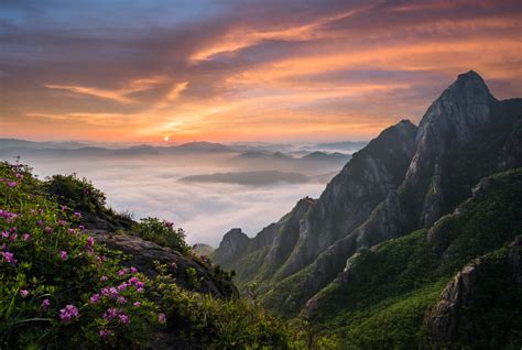Wallpaper Nature Landscape South Korea Mountains Pink Flowers