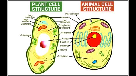 Plant cells use sunlight as their energy source; Difference Between Plant and animal cell in Hindi/Urdu ...