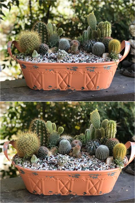 Peach cactus dorm bedding and dorm room decor. Succulent Arrangement / Custom Succulent Arrangement ...
