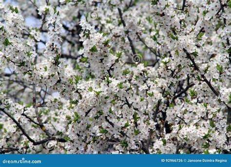 White Plum Tree Blossoms Stock Photo Image Of Colors 92966726