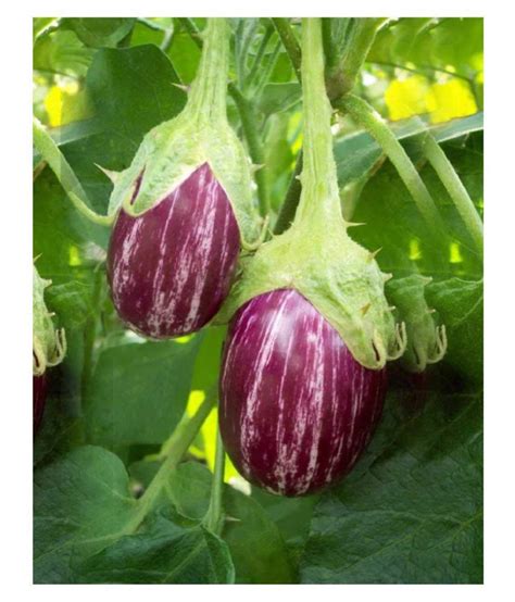 Brinjal Oblong Round Eggplant Seeds Buy Brinjal Oblong Round Eggplant