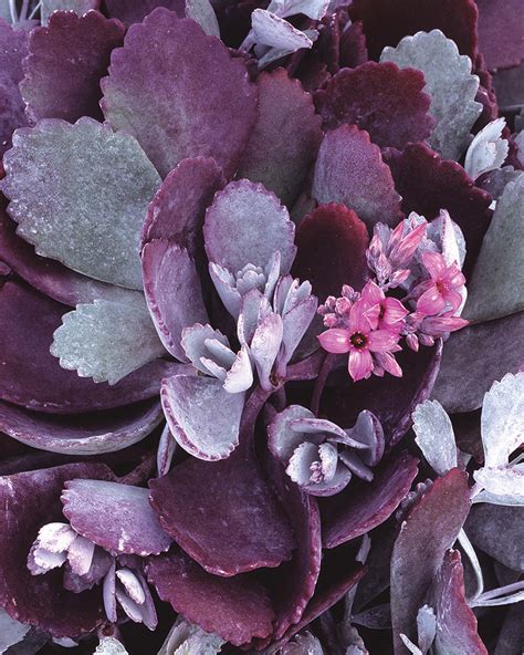 Interestingly, some varieties of this species will. Silver Gray - Kalanchoe pumila | Proven Winners
