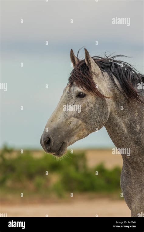 Wild Horse Stallion Portrait Stock Photo Alamy