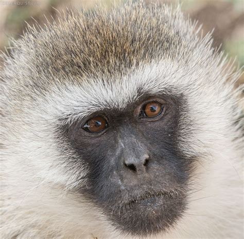 Vervet Monkey Closeup - Betty Sederquist Photography