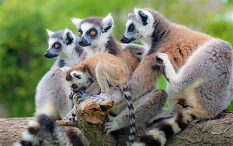 The Lemur Lemurs Safaris In Madagascar African Wildlife Safaris