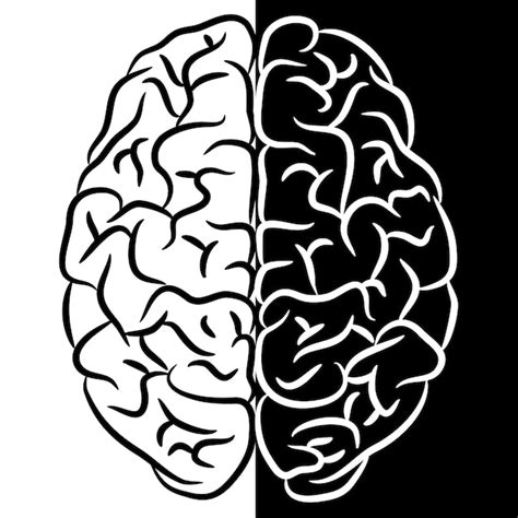 Human Brain Shapes