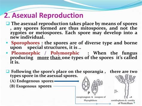 Reproduction In Fungi