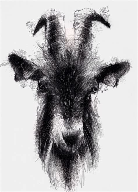 Goat SeanBriggs Goat Art Goat Drawing Goat Paintings