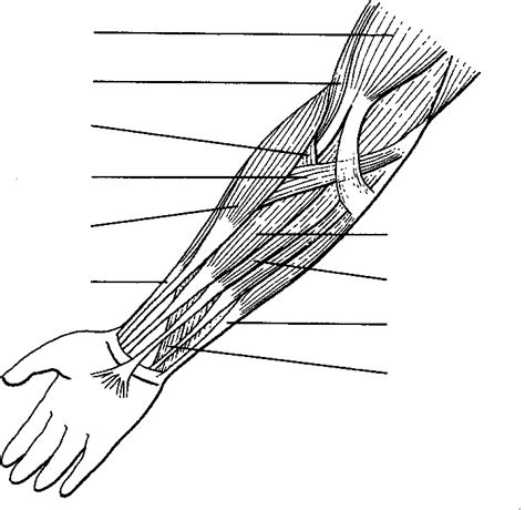 Label The Muscles Of The Arms