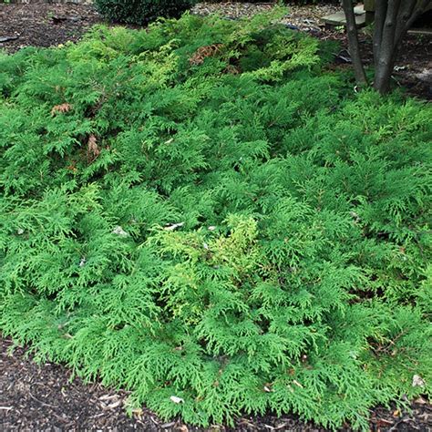 Fast Growing Groiund Cover Ground Cover Plants Shade Evergreen