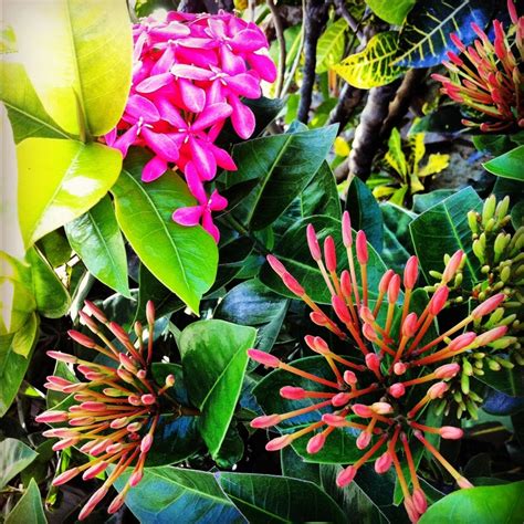 Punta Cana Flowers Flora Plants Fauna