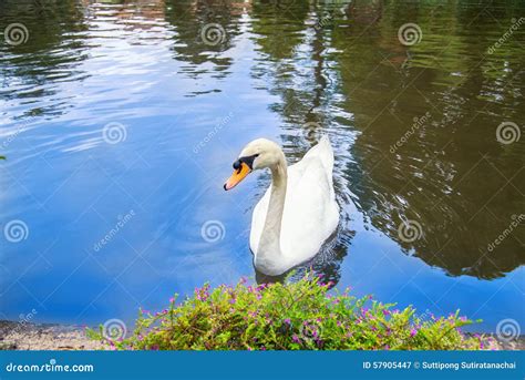 Beautiful White Swan In Blue Lake Stock Image Image Of Pond Hair