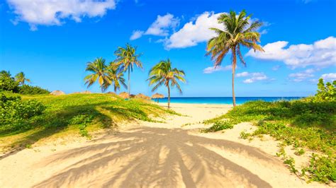Wallpaper Summer Tropical Palm Trees Sands Sea Beach