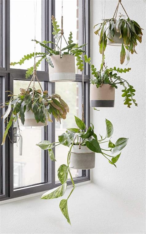 Indoor Hanging Plant Pots Argos Goimages World
