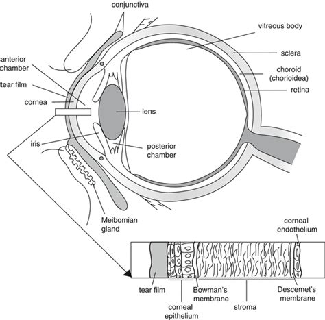 Eye Basicmedical Key