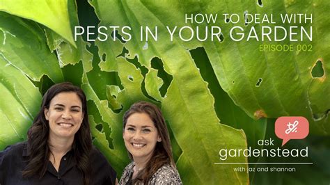 How to get rid of wild rabbits in garden. How To Get Rid Of Pests In Your Garden - Slugs, Squirrels ...