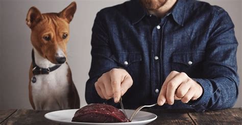 Can Dogs Eat Human Food Busting 6 Myths