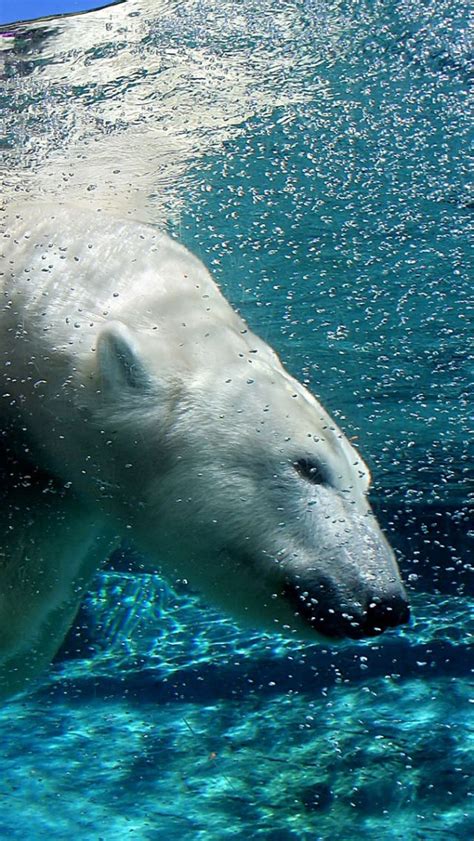 Download Wallpaper 640x1136 Polar Bear Underwater Swimming Diving