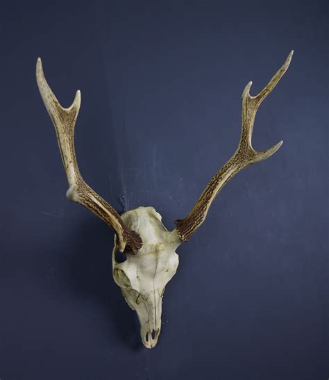 Japanese Sika Deer Skull And Antlers Ahs312 Antlers Horns And Skulls