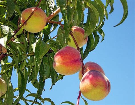 How To Grow Fruit Trees For Beginners The Garden Glove