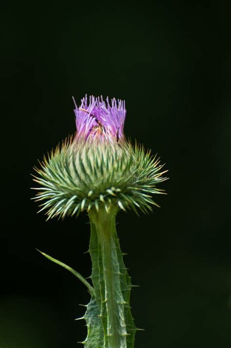 Blooming Thistle On A Black Background Stock Image Image Of Close