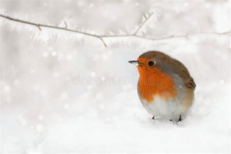 1707 Robin Bird Winter Snow Tree Stock Photos Free And Royalty Free