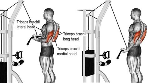 21 Best Triceps Exercises For Muscle Mass And Strength