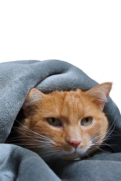 Download Cat Kitten Domestic Animal Royalty Free Stock Illustration