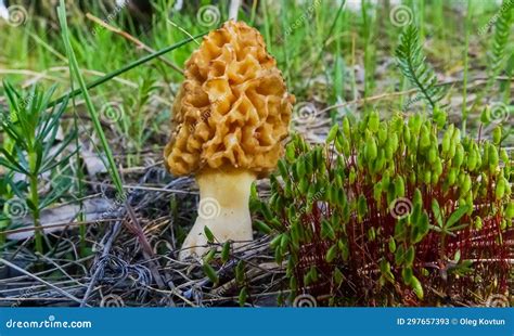 Fungus Yellow Morel Morchella Esculenta Commonly Known As Common