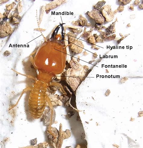 Termite Anatomy In Species Identification Termite Web