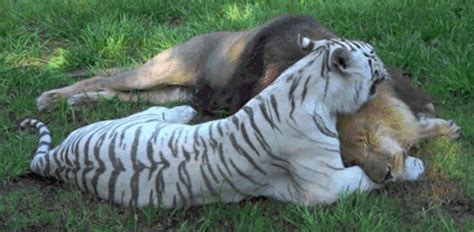 Lions And Tigers And Licking Oh My  On Imgur