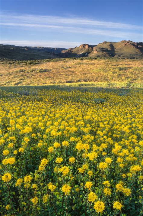 Succor Creek Wildflowers Oregon Natural Desert Association