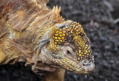 Galapagos Land Iguana Shedding Skin Photograph By Otavio De Oliveira
