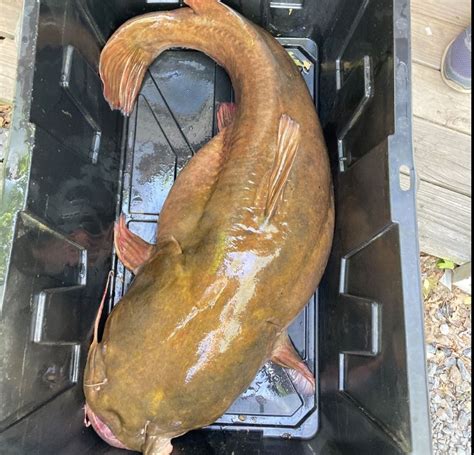Angler Snags New State Record Flathead Catfish Eyewitness News