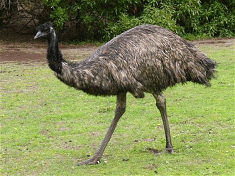 Emu in first place across the island in the nature index 2020 rankings. Emu Farming Information - Beginners Guide | Agri Farming