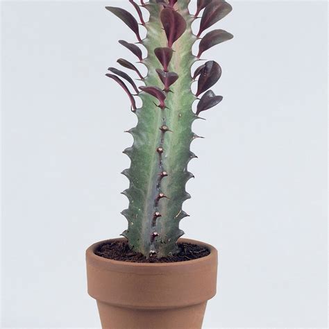 Best Cactus Varieties To Grow Indoors