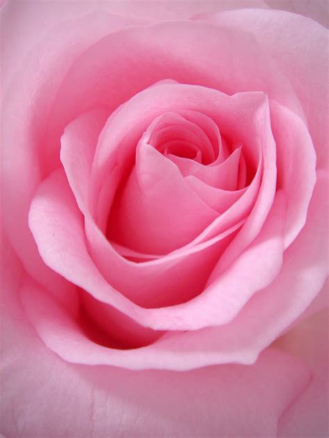 Pink Rose Flower Essence Serenity