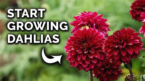 How To Plant Dahlia Tubers From Start To Finish Youtube