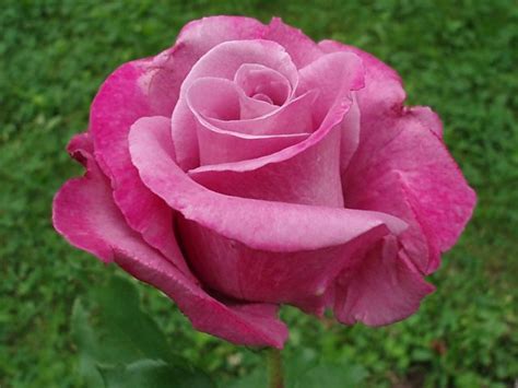 Worlds Top 10 Most Amazing Intensely Fragrant Roses Ever