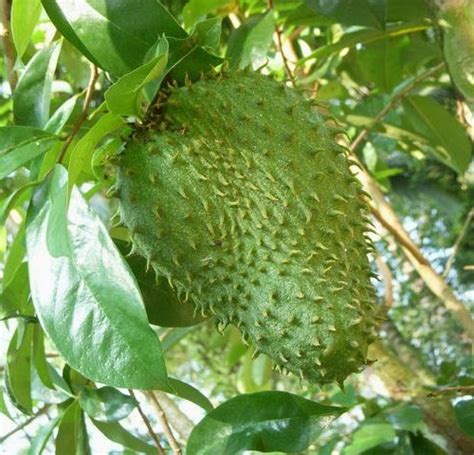 Cara membuat tea daun durian belanda. 12+ Gambar Daun Durian Belanda - Richa Gambar